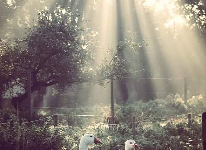 Uitzicht op de groene omgeving van Huisje in Renesse, perfect voor ontspanning in Zeeland.