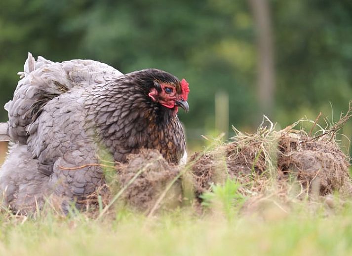 Uitzicht op de groene omgeving van Huisje in Renesse, perfect voor ontspanning in Zeeland.