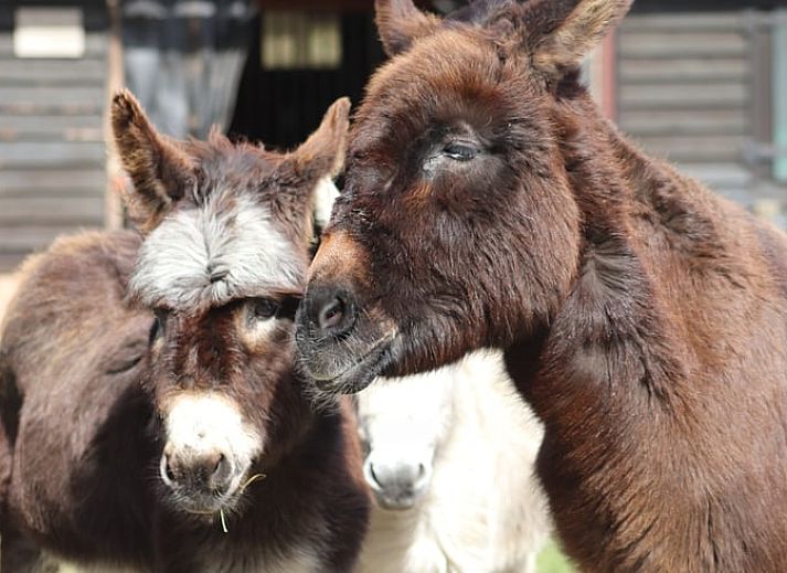Rustieke vijver en groene omgeving bij Huisje in Renesse, een serene vakantiebestemming in Zeeland.
