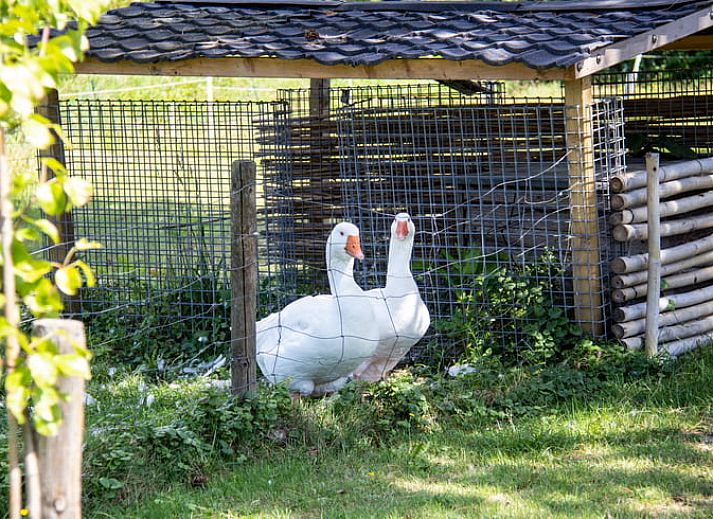 Rustieke vijver en groene omgeving bij Huisje in Renesse, een serene vakantiebestemming in Zeeland.