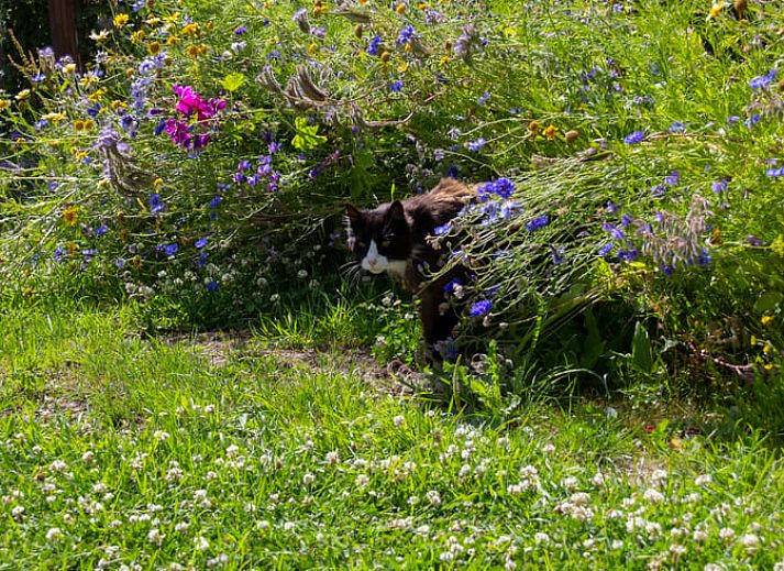 Rustieke vijver en groene omgeving bij Huisje in Renesse, een serene vakantiebestemming in Zeeland.