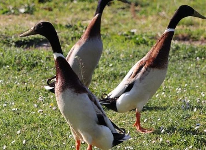 Cottage in Renesse, a charming vacation home in Zeeland with a sunny garden and cozy outdoor area.