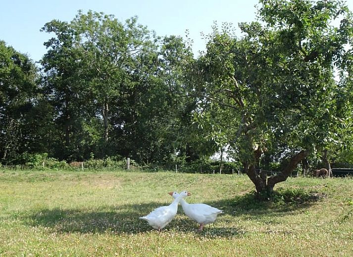 Ducks in the garden of Huisje in Renesse, a vacation home in green Renesse, Zeeland.