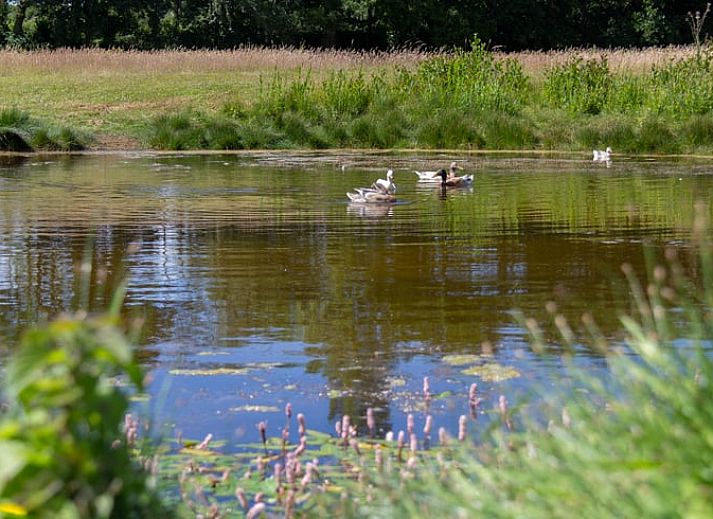 Ducks in the garden of Huisje in Renesse, a vacation home in green Renesse, Zeeland.