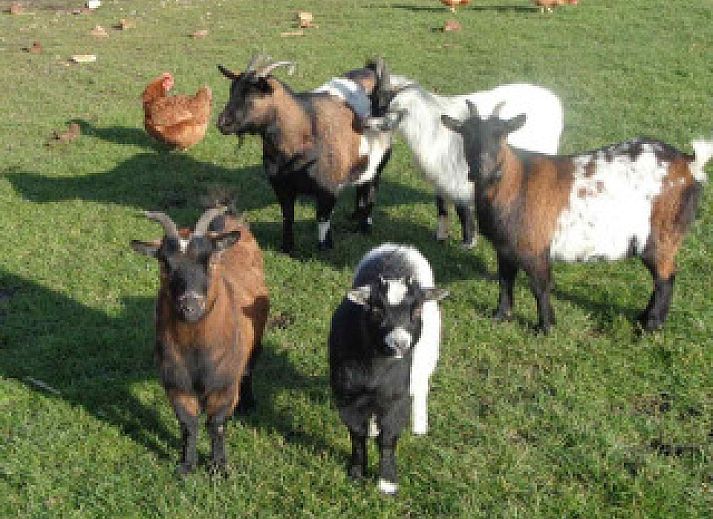 Guest house 600804 - Holiday property Schouwen-Duiveland - ZE897