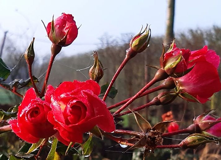 Lichte binnenruimte van Vakantiehuisje in Kerkwerve met uitzicht op natuur.