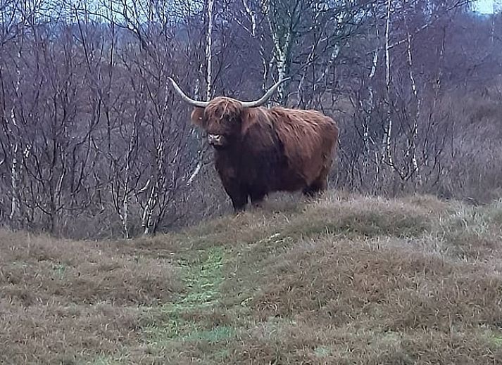 Moderne keuken in Vakantiehuisje in Kerkwerve, perfect voor koken in Zeeland.