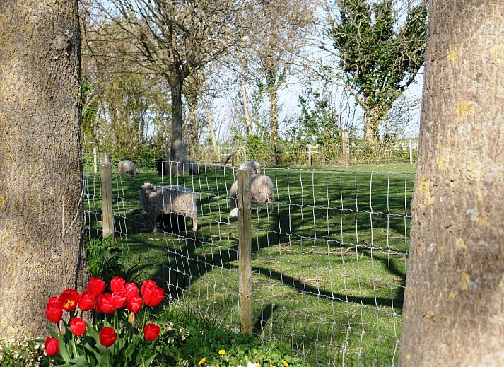 Unterkunft 601347 - Ferienhaus Schouwen-Duiveland - Vakantiehuis Camping Hofstede Zonnevliet - Buitenlust