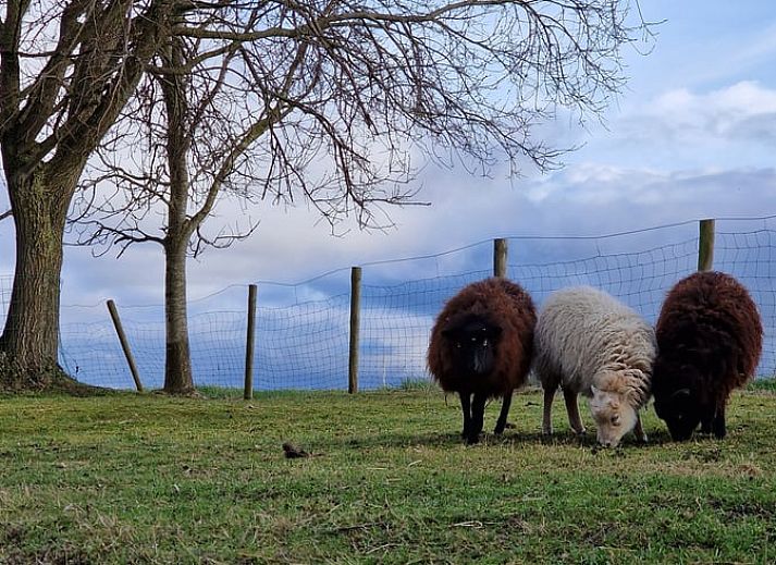 Groene oase bij Vakantiehuisje in Dreischor, Schouwen-Duiveland, Zeeland met bomen en tuinmeubilair.