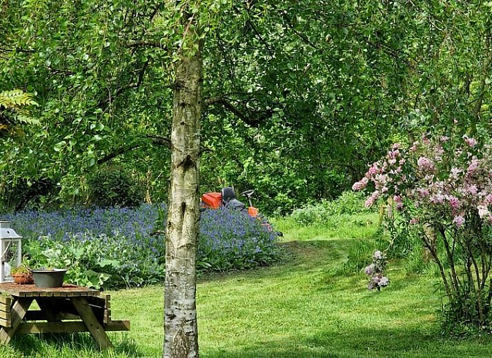 Bloemenpracht in de tuin van Vakantiehuisje in Dreischor, Schouwen-Duiveland, Zeeland voor natuurliefhebbers.