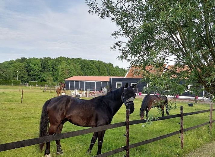 Unterkunft 603106 - Ferienhaus Schouwen-Duiveland - Vakantiehuis in Noordgouwe