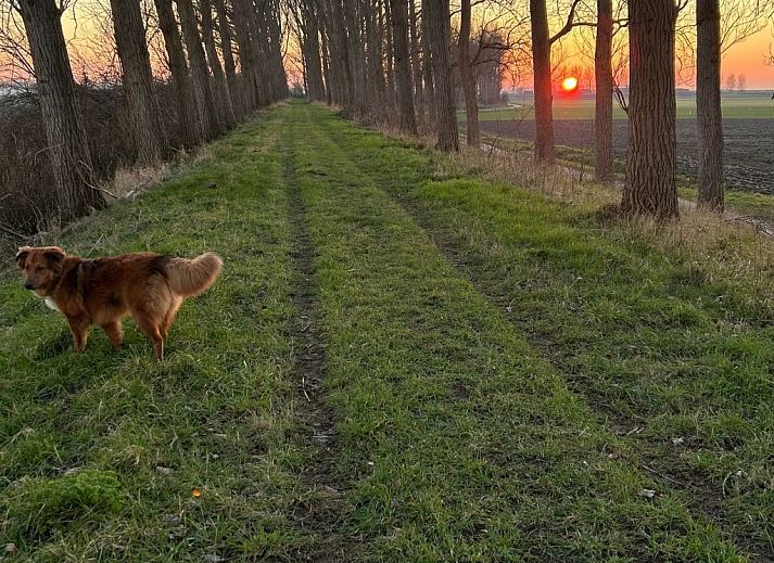 Verblijf 610136 - Vakantiewoning Tholen - Vakantiehuis Luxus-App in der Scheune "Strandje groote Nol"