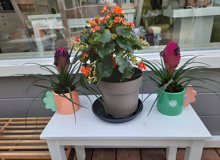 Guest house 610411 - Holiday property Tholen - Vakantiehuis Schöne Familien-Ferienwohnung in Zeeland