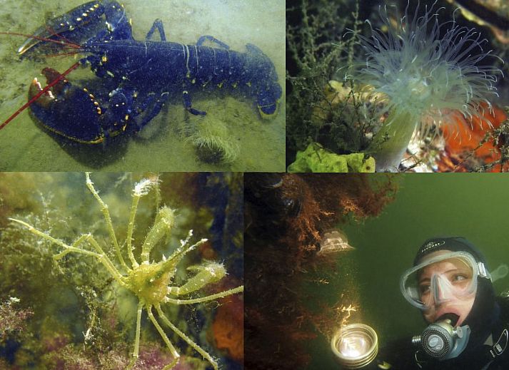 Guest house 610479 - Holiday property Tholen - Vakantiehuis am Meer in Zeeland