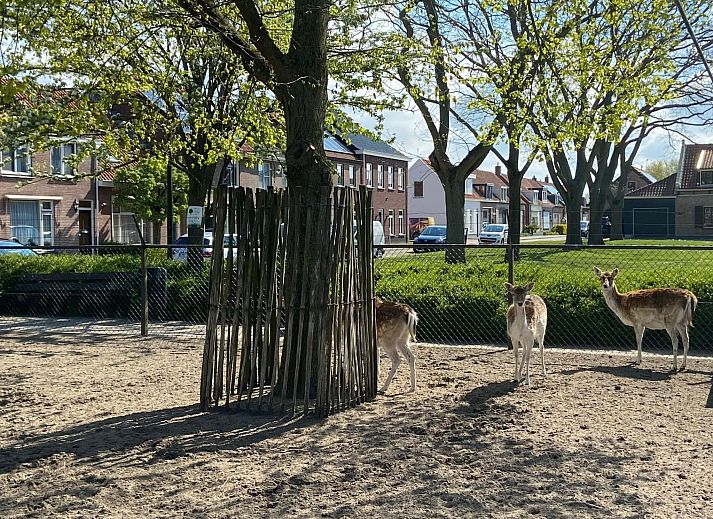 Guest house 610482 - Holiday property Tholen - Vakantiehuis "Buurtweg 61"