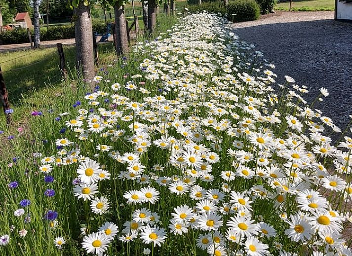 Guest house 611007 - Holiday property Tholen - Huisje in Scherpenisse