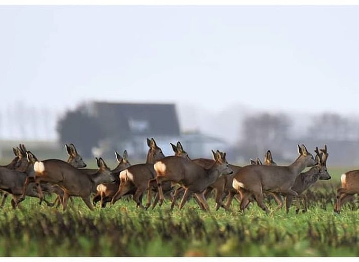 Rustig strand in de buurt van Huisje in Scherpenisse, vakantieverblijf in Tholen, Zeeland met uitzicht op zee.