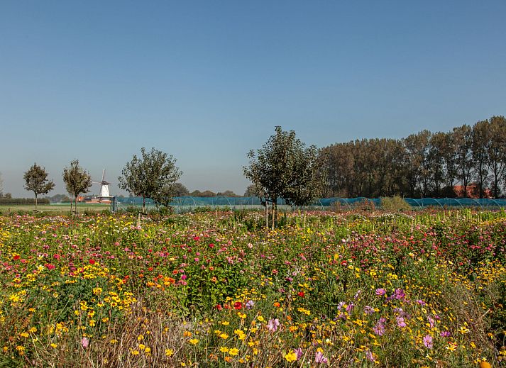 Schoene Aussicht auf die Muehle vom Ferienhaus 'T Bloemenhof Koudekerke, umgeben von Blumen, Walcheren, Zeeland.