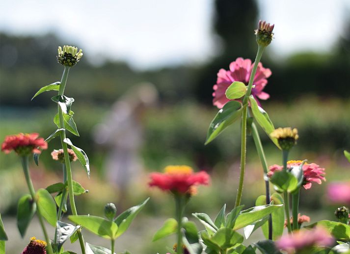 Schoene Aussicht auf die Muehle vom Ferienhaus 'T Bloemenhof Koudekerke, umgeben von Blumen, Walcheren, Zeeland.