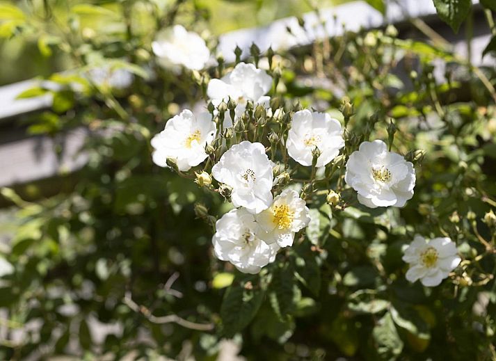 Geniet van de groene tuin bij VZ2404 Vakantiehuis in Oostkapelle, Walcheren, Zeeland.