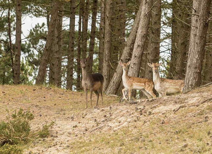 Schlafzimmer mit zwei Betten im Ferienhaus ZE321, Oostkapelle, Walcheren, Zeeland.