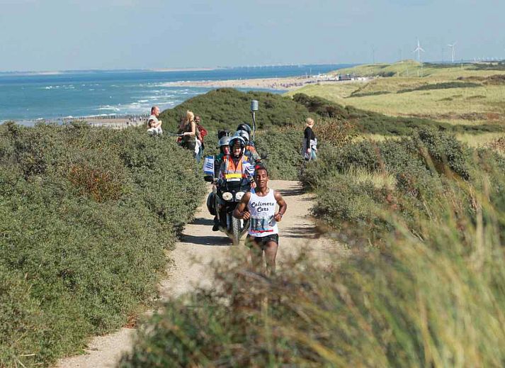 Paarden in de natuur rondom vakantiehuis ZE322 in Oostkapelle, Walcheren, Zeeland.