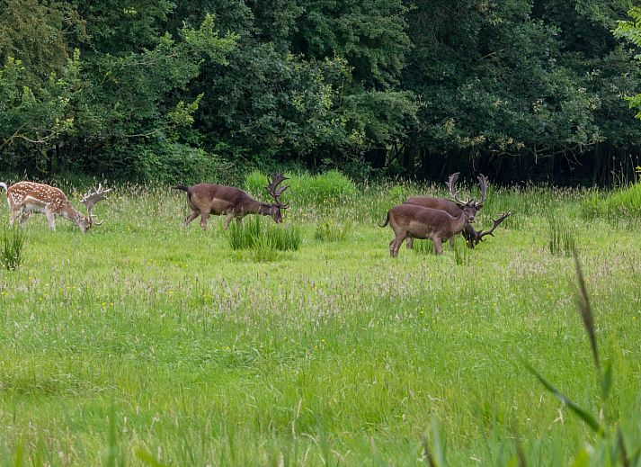 Geniet van de zonnige veranda van vakantiehuis ZE1678 in Oostkapelle, Walcheren, Zeeland, met comfortabele zitplaatsen en groene omgeving.
