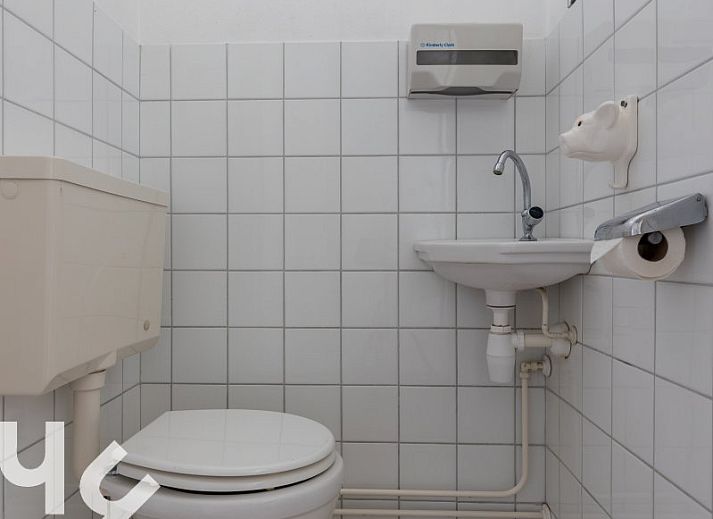 Paarden in de wei bij vakantiehuis ZE187, Oostkapelle, Walcheren, perfecte landelijke setting.