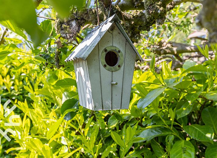 Paarden in de wei bij vakantiehuis ZE187, Oostkapelle, Walcheren, perfecte landelijke setting.