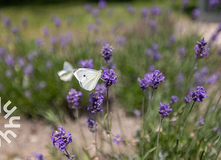 Gezellig terras bij vakantiehuis ZE263 in Westkapelle, Walcheren met comfortabele zitjes.