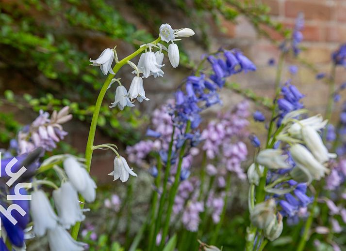 Guest house 620466 - Holiday property Walcheren - ZE074