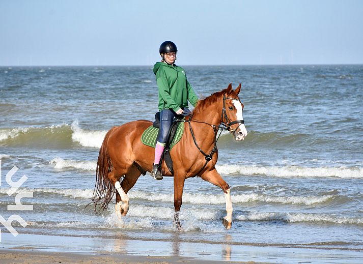Paardrijden langs het strand in de buurt van vakantiehuis ZE1447, Aagtekerke, Walcheren.