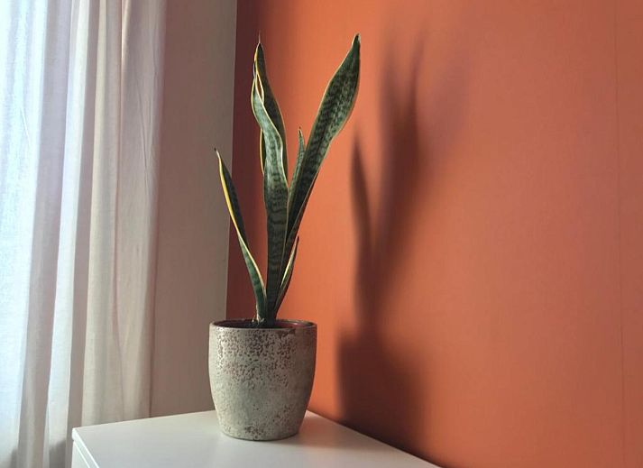 Verblijf 620612 - Vakantiewoning Walcheren - ZE1705