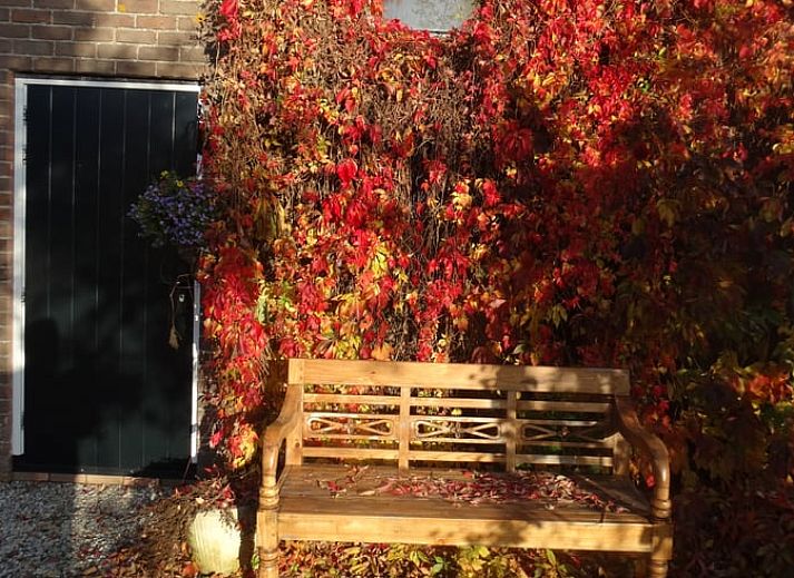 Charmant terras bij Vakantiehuis in Arnemuiden, Walcheren, Zeeland met groene klimop en houten stoelen.