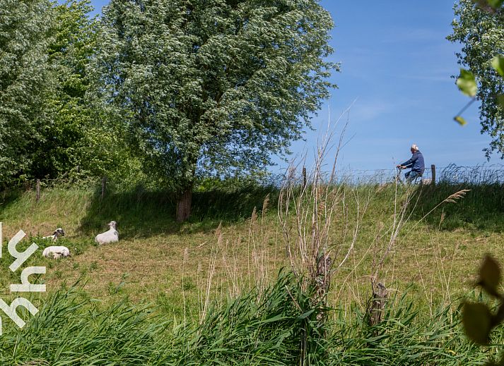 Sonnige Terrasse mit Sitzgelegenheit im Ferienhaus ZE287 in Vrouwenpolder, Zeeland.