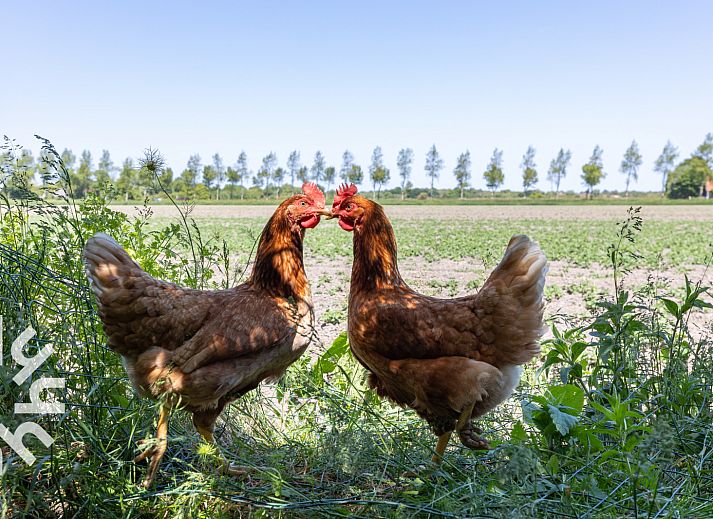 Gemuetlicher Innenbereich des Ferienhauses ZE583 in Vrouwenpolder, Walcheren mit Esstisch und Fernseher in Zeeland.