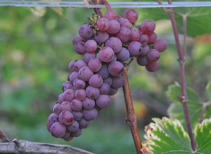 Charmante veranda van Vakantiehuis in Serooskerke, Walcheren in Zeeland met uitzicht op de natuur.