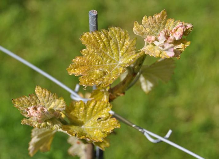 Buitenzijde van Vakantiehuis in Serooskerke, Walcheren omgeven door weelderige natuur in Zeeland.