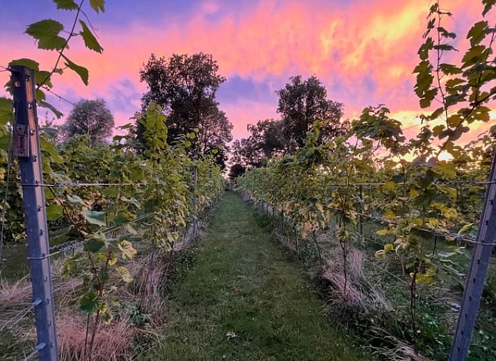 Prachtige tuin bij Vakantiehuis in Serooskerke, Walcheren, perfect voor ontspanning in Zeeland.
