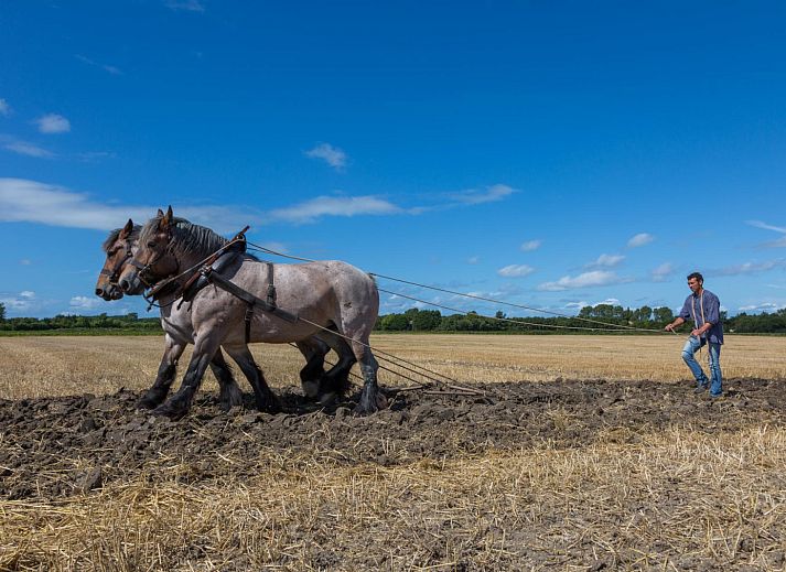 Verblijf 621134 - Vakantiewoning Walcheren - ZE1719