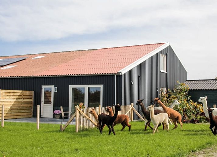 Vakantiehuis in Ritthem met alpaca's op de groene weide, Walcheren, Zeeland.