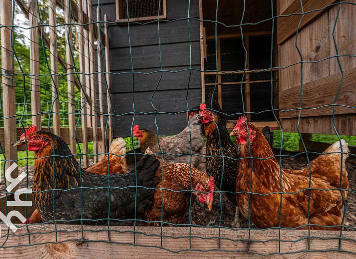 Kippenren bij vakantiehuis ZE136, Grijpskerke, Walcheren, Zeeland, omringd door natuur.