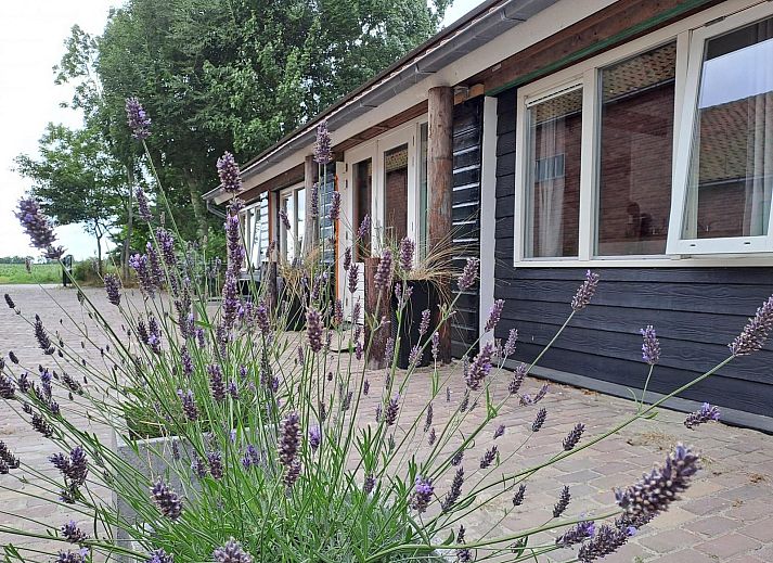 VZ494 Ferienhaus Grijpskerke mit Lavendel im Garten, Walcheren, Zeeland.