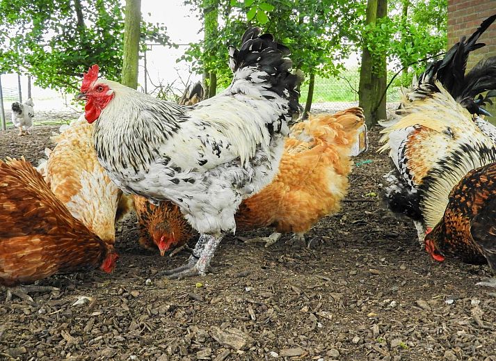 Gemuetliches Wohnzimmer von VZ494 Ferienhaus Grijpskerke mit Holzbalken, Walcheren, Zeeland.