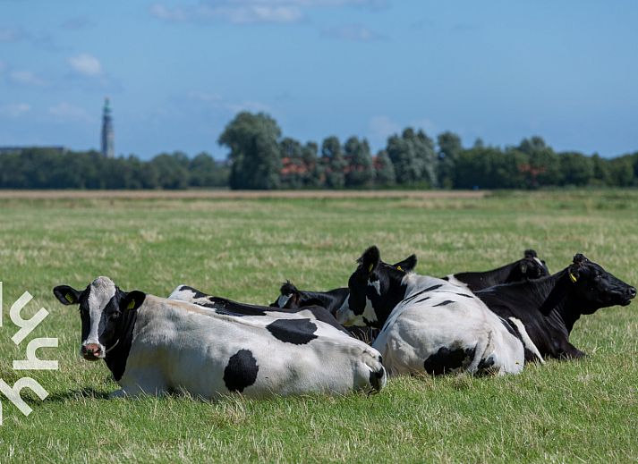 Vakantiehuis ZE1470 in Grijpskerke, Walcheren met ruime veranda en groene tuin in Zeeland.