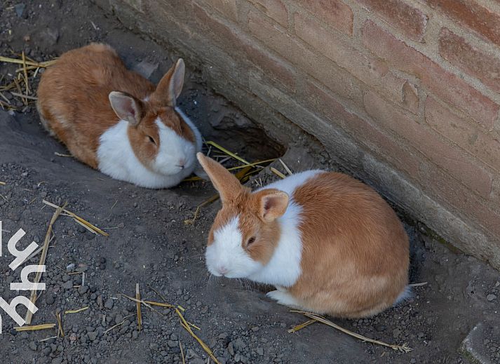 Vakantiehuis ZE1470 in Grijpskerke, Walcheren met ruime veranda en groene tuin in Zeeland.