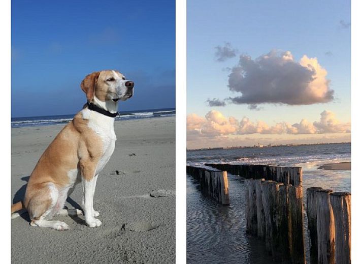 Unterkunft 6301132 - Chalet Zeeuws-Vlaanderen - Good Times