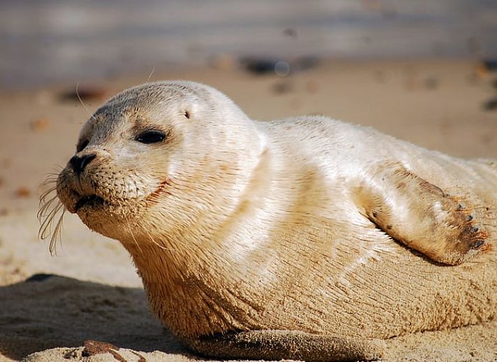 Luftaufnahme der Safarizelte in Huisje in Nieuwvliet-Bad, Zeeuws-Vlaanderen, Zeeland.