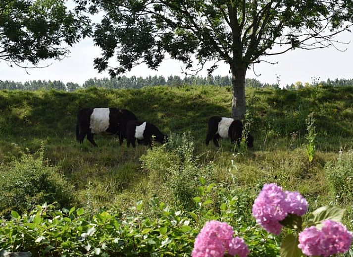 Stilvolles Wohnzimmer des Ferienhauses in Schoondijke, Zeeuws-Vlaanderen, mit moderner Einrichtung und gemuetlicher Sitzecke in Zeeland.