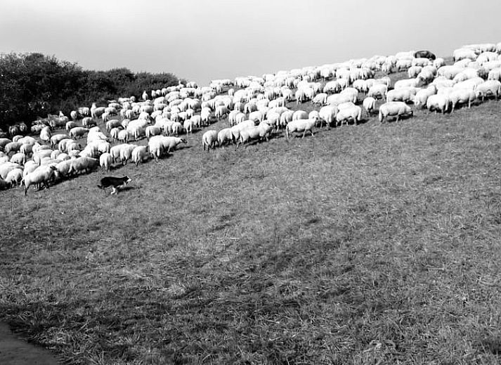 Ferienhaus in Schoondijke mit farbenfrohen Hortensien im Garten, gelegen im malerischen Zeeuws-Vlaanderen, Zeeland.